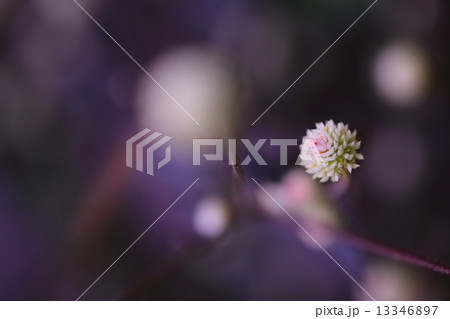 センニチコウ 13346897