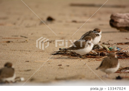 おねむなシロチドリ 13347024