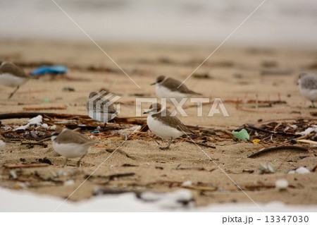 シロチドリ 13347030