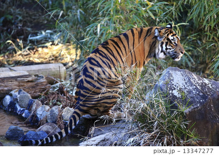 スマトラトラ スマトラトラ 13347277