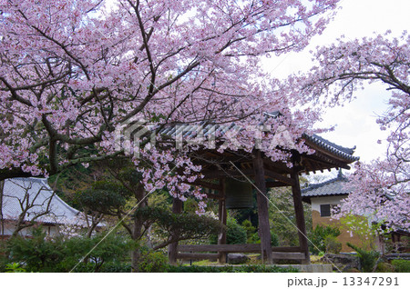 橘寺の桜 13347291