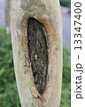 Tree Bark 13347400