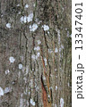 Tree Bark 13347401