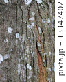 Tree Bark 13347402