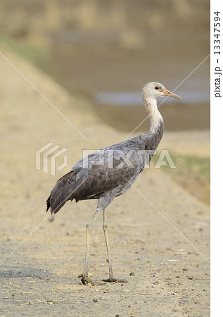 ナベヅル幼鳥 ナベヅル幼鳥 13347594