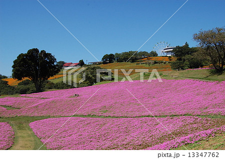 ピンクのお花畑 マザー牧場の写真素材