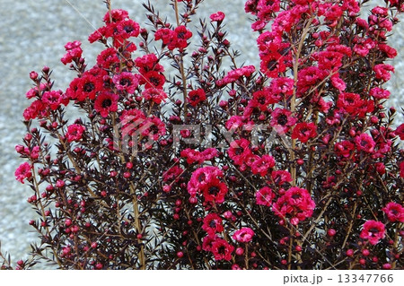 ギョリュウバイシリーズ 13347766