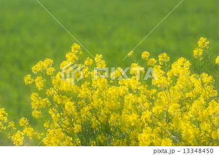 セイヨウカラシナ（ソフト） 13348450