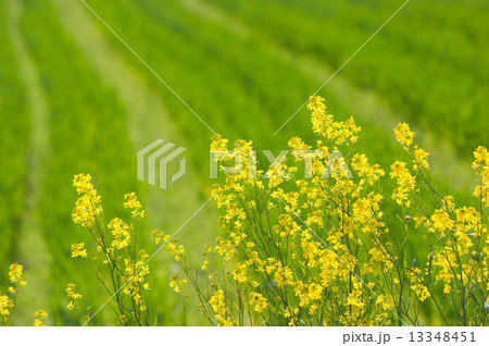 セイヨウカラシナ 13348451