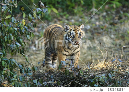 トラの赤ちゃん トラの赤ちゃん 13348854