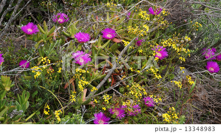 Bunch of pink wild flowers in the field at West Coast National P 13348983