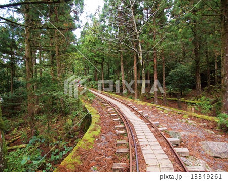 屋久島　トロッコ道 13349261