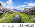 佐奈川の桜 13349385