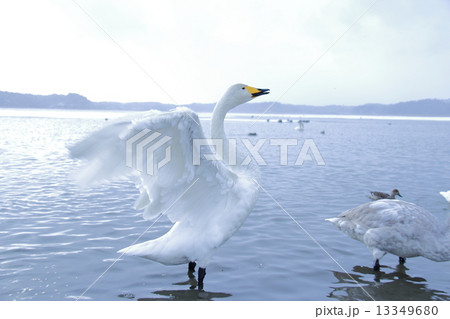白鳥 白鳥 13349680