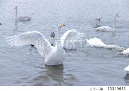白鳥 白鳥 13349681