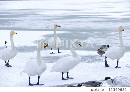白鳥 白鳥 13349682