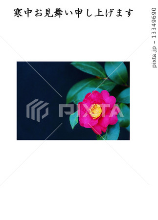 寒中お見舞いテンプレート・椿と山茶花の交配種である寒椿の花一輪・横書き黒文字「寒中お見舞い申し上げます」コメントなし縦位置 13349690