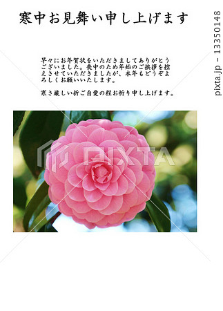 寒中お見舞いテンプレート 千重咲きの乙女椿の花一輪 横書き黒文字 寒中お見舞い申し上げます 喪 の写真素材