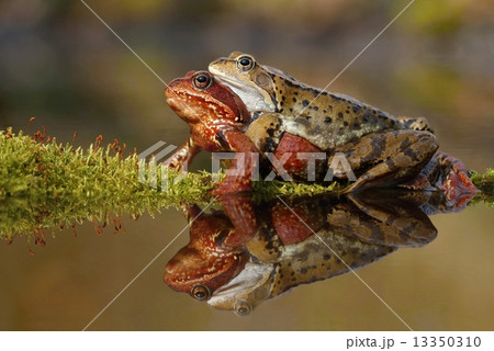 Frog mating Frog mating 13350310