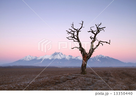 Lonely tree and Tatry mountains Lonely tree and Tatry mountains 13350440