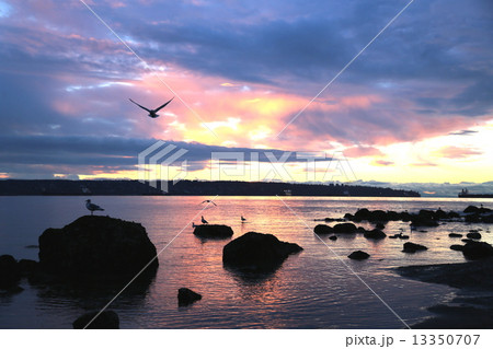 夕焼けと鳥の群れーBirds in Sunset 13350707