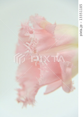 チューリップ 13351185