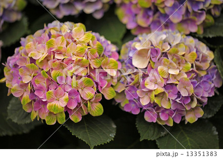 アジサイ アジサイ 13351383