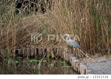 アオサギ 13351516