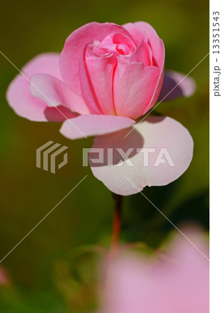 バラ 13351543