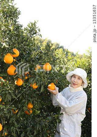 デコポン収穫 縦位置 デコポン収穫 縦位置 13351637