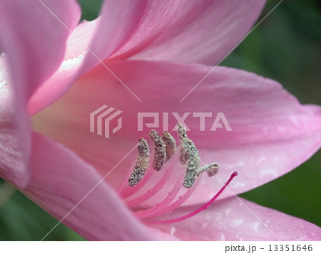 夜露に濡れ朝日を浴びて生き生きと輝く花 アマクリナム の写真素材