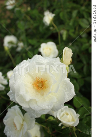 アイスバーグ 13351653