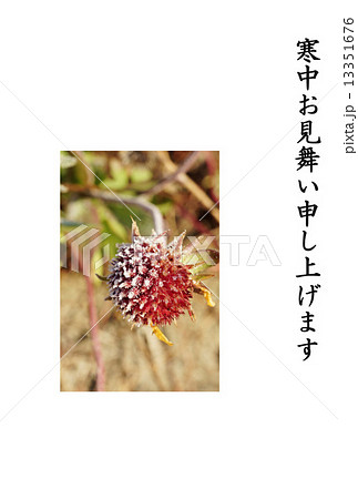寒中お見舞いテンプレート・朝霜に縁どられたセンニチコウの花・縦書き黒文字「寒中お見舞い申し上げます」コメントなし縦位置 13351676