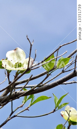 青空に咲く、ハナミズキ 13351739