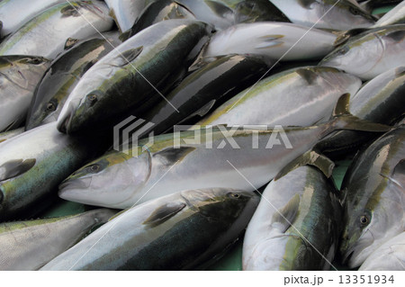 豊後水道のブリ 13351934