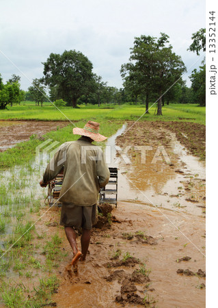 farmer preparing the ground for rice plantation. farmer preparing the ground for rice plantation. 13352144