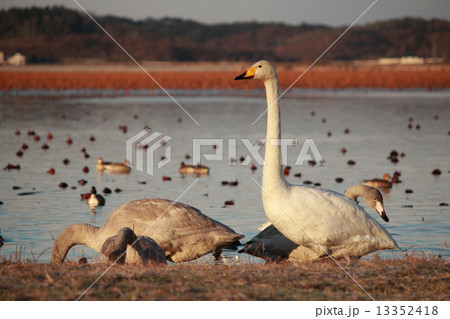 内沼の白鳥 内沼の白鳥 13352418