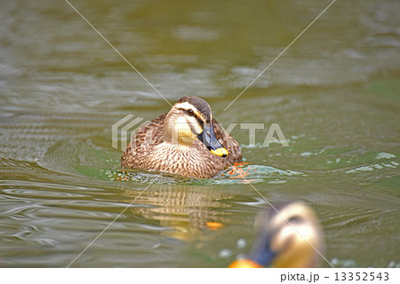 鴨 鴨 13352543