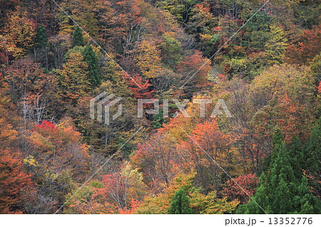 芦生の森 13352776