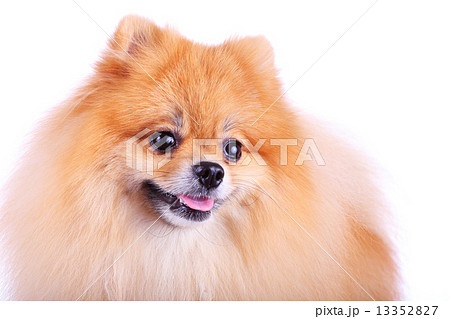 pomeranian dog 13352827
