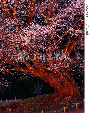 天王桜のライトアップ 天王桜のライトアップ 13352992