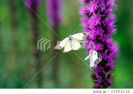 モンキチョウ 13353110