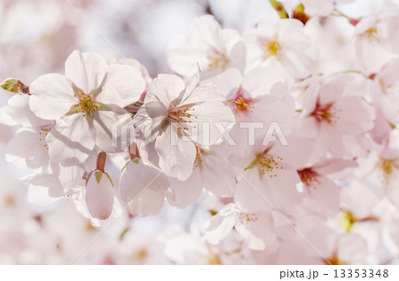 桜の花 13353348