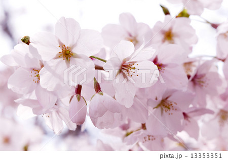桜の花 13353351