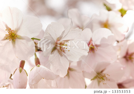 桜の花 13353353