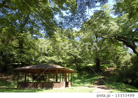 佐倉城址公園の木々 佐倉城址公園の木々 13353499