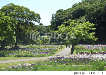 佐倉城址公園の花菖蒲 13353501