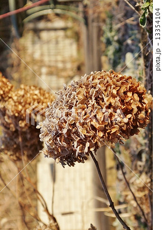 冬の風景・朝霜を留める天然のドライフラワー「秋色紫陽花」・縦位置 13354104