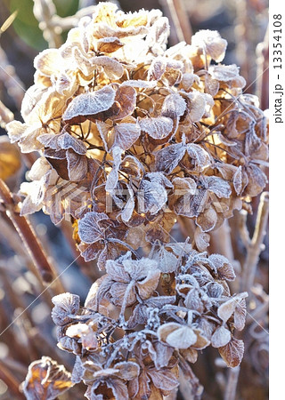 冬の風景 朝霜に覆われた天然のドライフラワー 秋色紫陽花 縦位置の写真素材