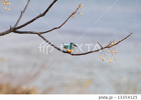 恥じらいつつも勢いのあるカワセミの排泄 13354125